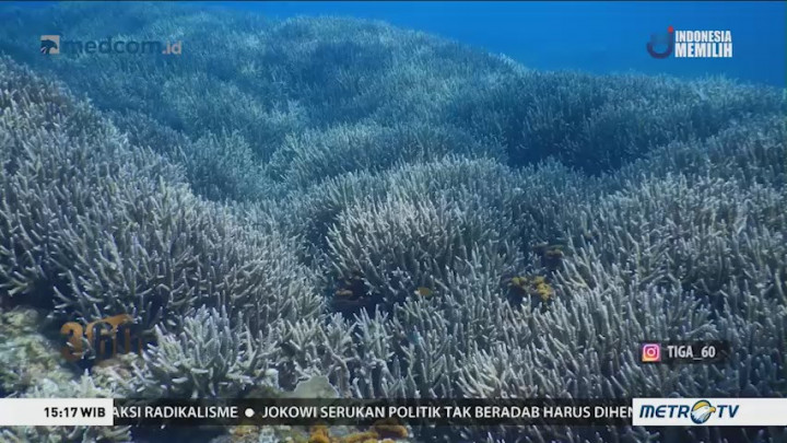 Selamatkan Terumbu Karang