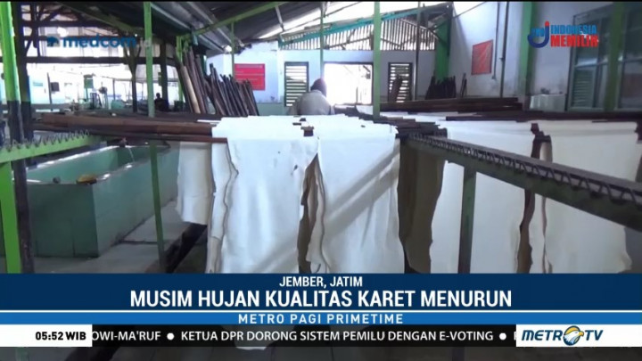 Jember, Penghasil Karet Kualitas Dunia