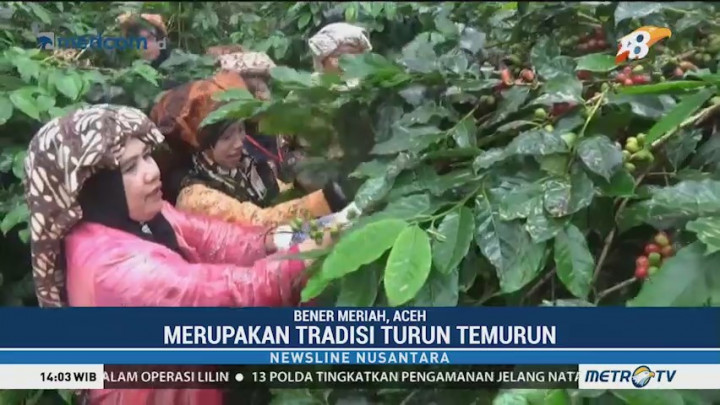 Tradisi Panen Kopi Gayo