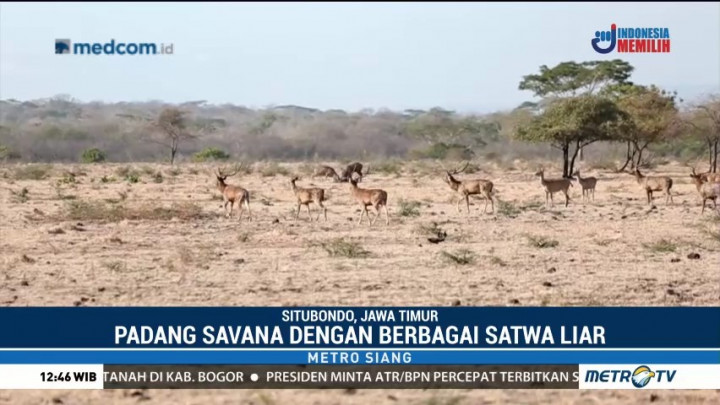 Pesona Africa van Java