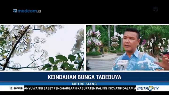 Menikmati Keindahan Bunga Tabebuya di Surabaya