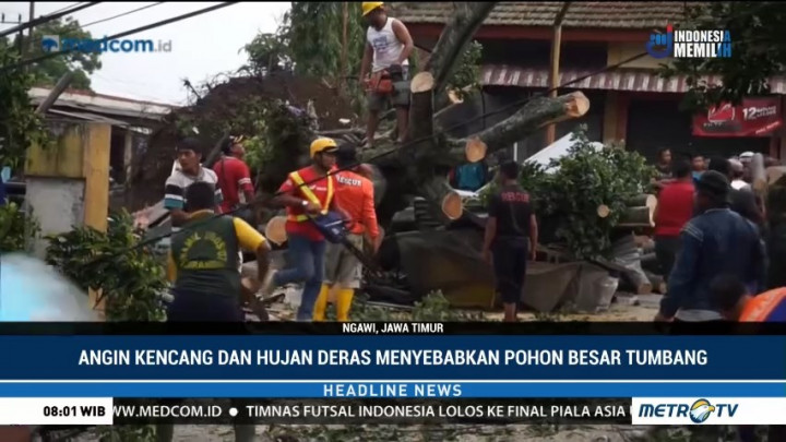 Pohon Beringin Tumbang Timpa 4 Motor di Ngawi