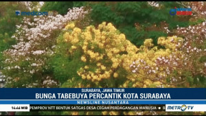 Keindahan Bunga Tabebuya Surabaya
