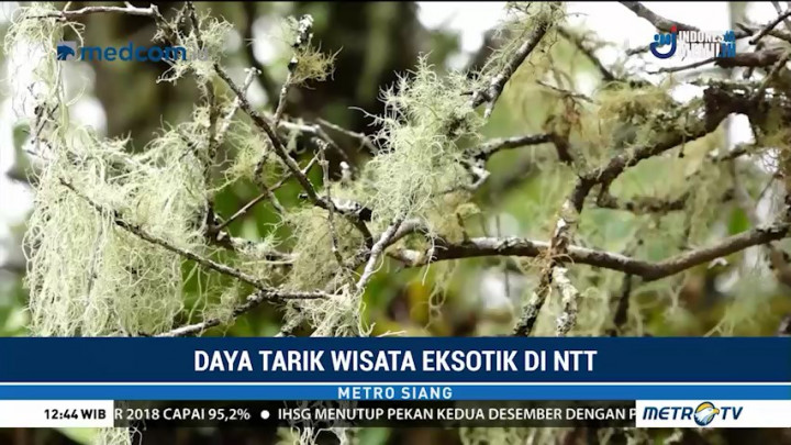 Daya Tarik Wisata Eksotik di NTT