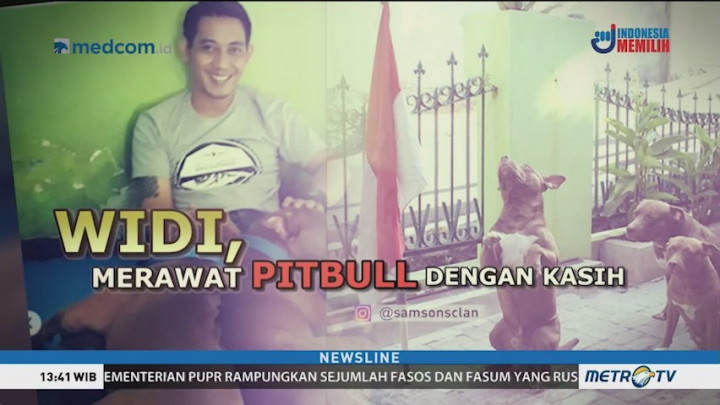 Kisah Widi, Merawat Pitbull dengan Kasih Sayang