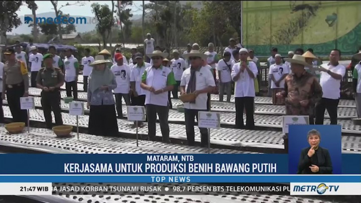 Moeldoko Tanam Benih Bawang Putih di Lombok