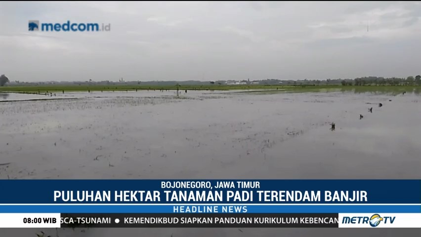 Puluhan Hektare Tanaman Padi di Bojonegoro Terendam Banjir