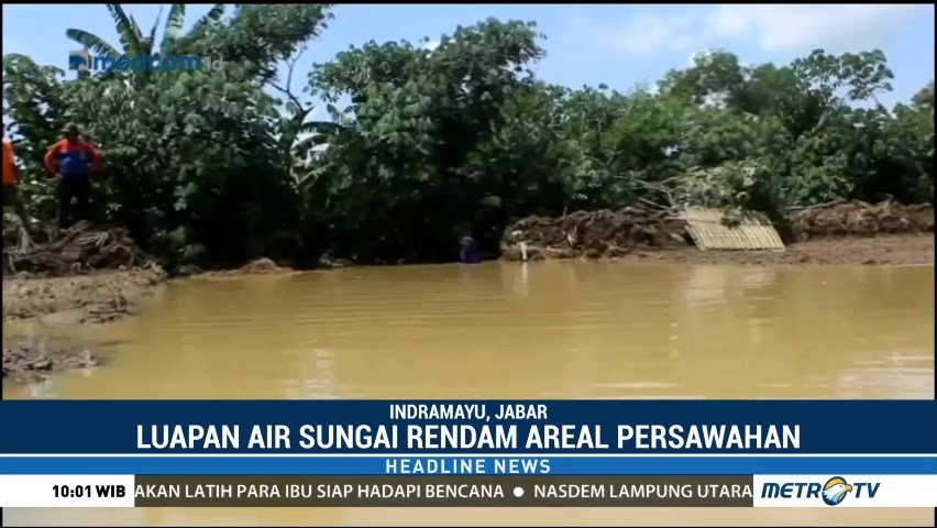 Luapan Air Sungai Rendam Ratusan Hektar Sawah di Indramayu