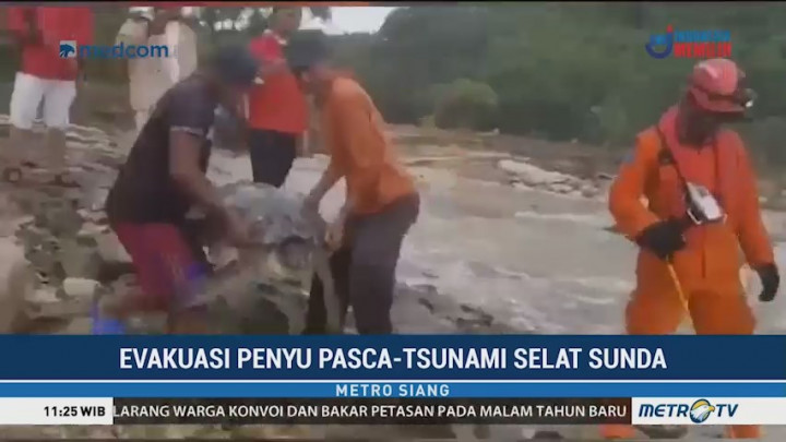Tim Gabungan Evakuasi Penyu yang Terdampar Akibat Tsunami
