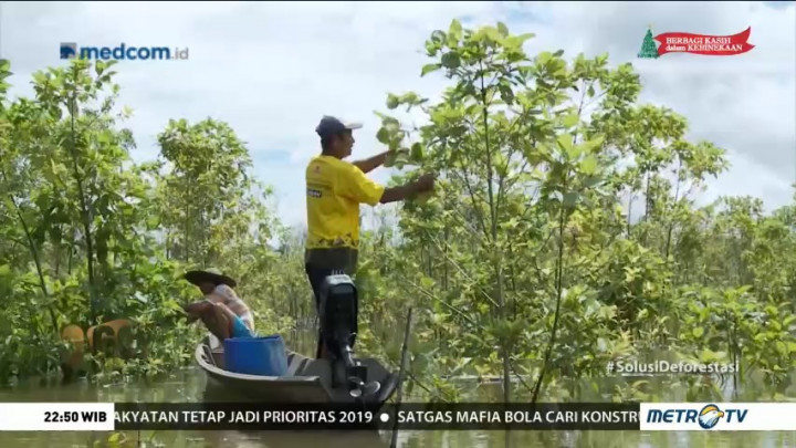 Solusi Deforestasi