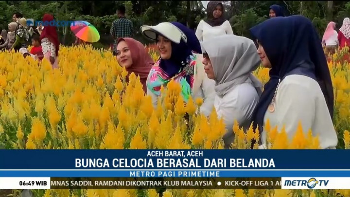 Cantiknya Taman Bunga Celosia di Aceh
