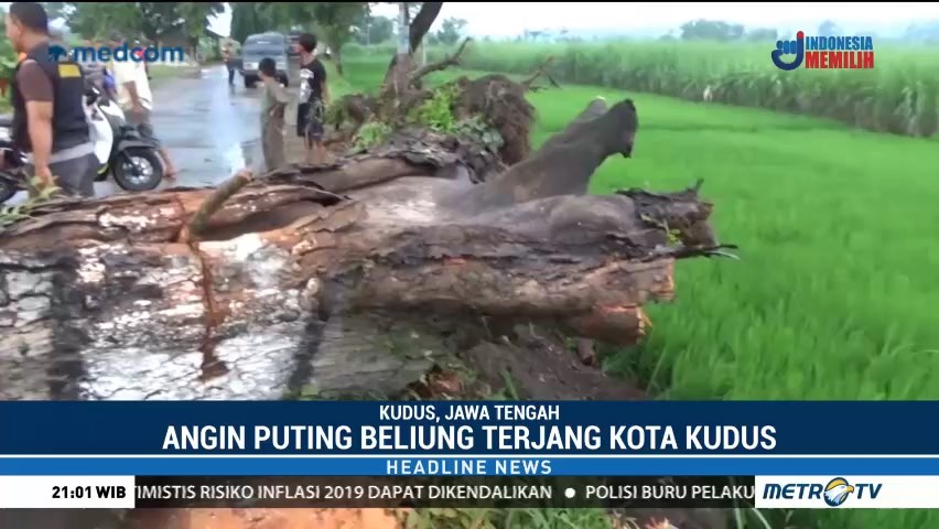 Dua Pohon Besar Tumbang Diterjang Angin Puting Beliung di Kudus