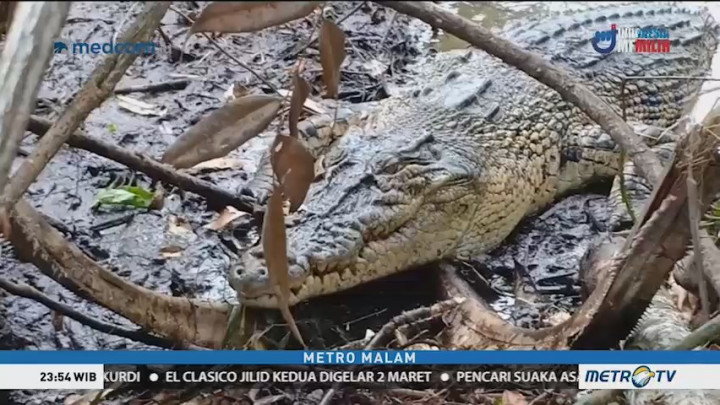 Buaya Muara Bertelur di Kebun Warga di Sumbar