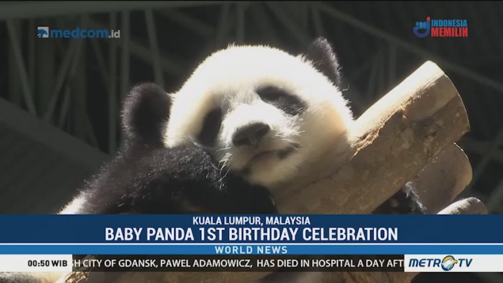 Panda Celebrates First Birthday in Malaysian Zoo