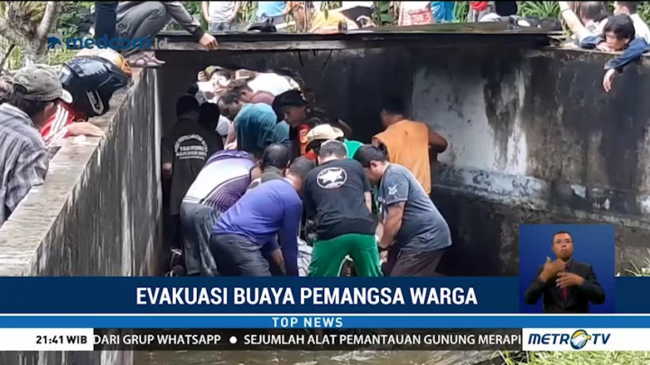 Momen Dramatis Evakuasi Buaya Pemangsa Warga di Minahasa