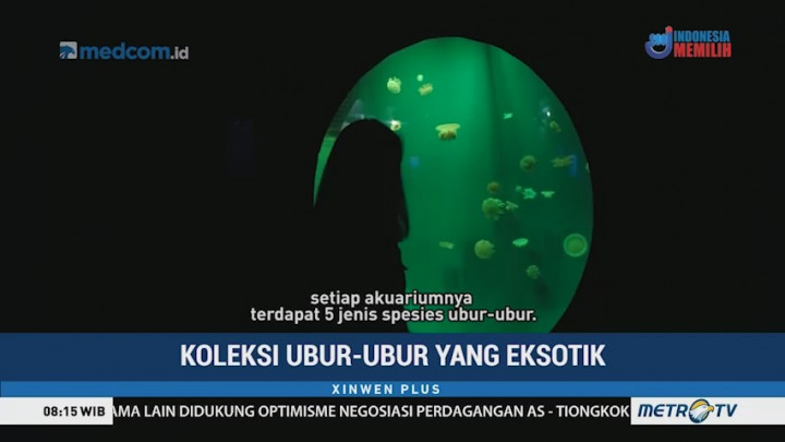 Koleksi Ubur-ubur yang Eksotik
