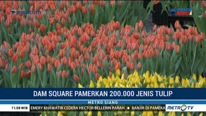 Tulip Terhampar di Amsterdam