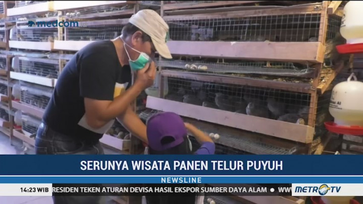 Serunya Wisata Panen Telur Puyuh di Lembang