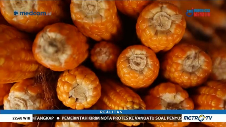 Aroma Korupsi di Proyek Jagung (2)