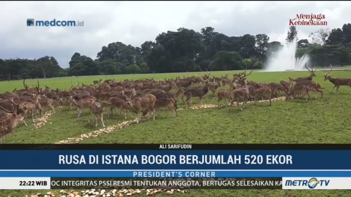 Merawat Taman dan Rusa Istana Bogor