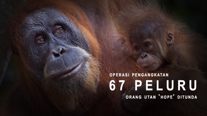 Operasi Pengangkatan 67 Peluru Orang Utan 'Hope' Ditunda