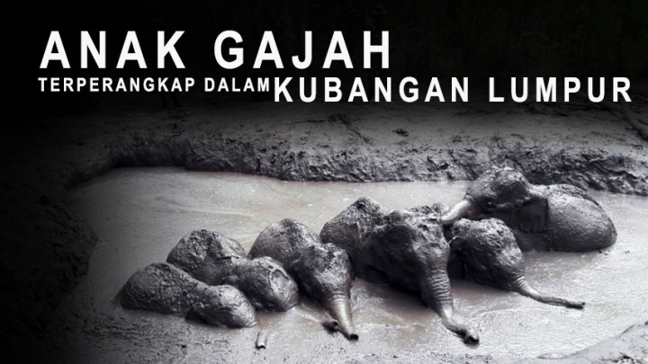 Penyelamatan 6 Anak Gajah dari Kubangan Lumpur