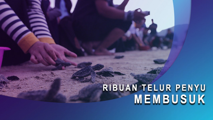 Ribuan Telur Penyu Membusuk