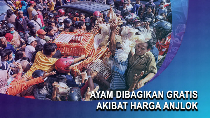 Ayam Dibagikan Gratis Akibat Harga Anjlok