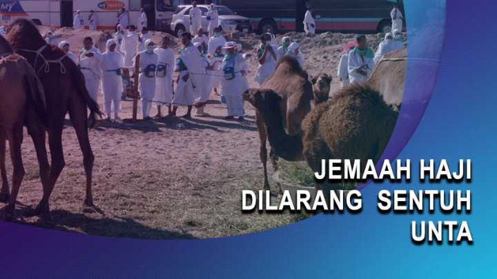 Jemaah Haji Dilarang Sentuh Unta
