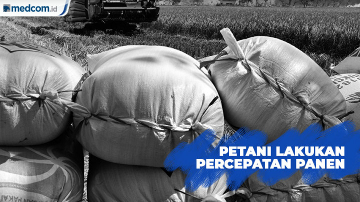 Petani Lakukan Percepatan Panen