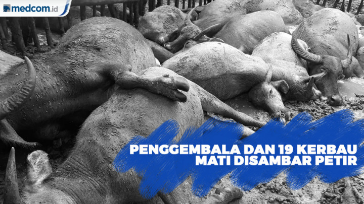 Penggembala dan 19 Ekor Kerbau Mati Tersambar Petir