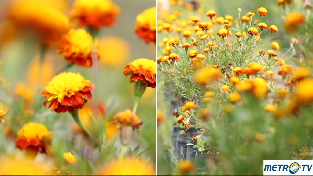 Mengenal Bunga Krisan Tomohon