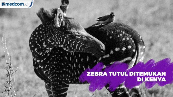 Zebra Tutul Langka Ditemukan di Kenya