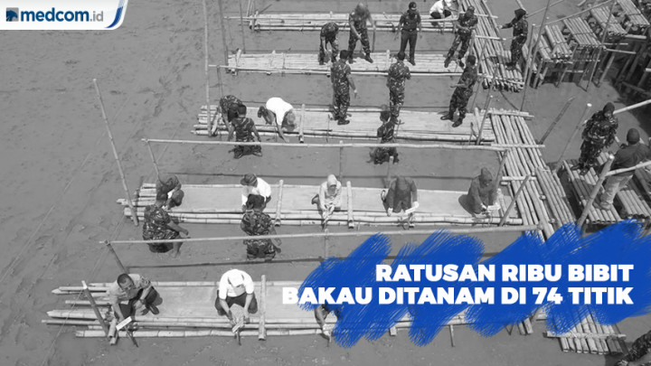 Cegah Abrasi, Ratusan Ribu Bibit Bakau Ditanam di 74 Titik