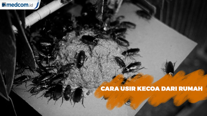 Cara Usir Kecoa dari Rumah