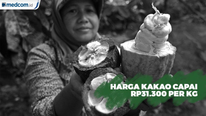 Harga Kakao Capai Rp31.300 per Kg