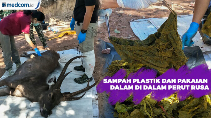 Sampah Plastik dan Pakaian Dalam di Dalam Perut Rusa Mati
