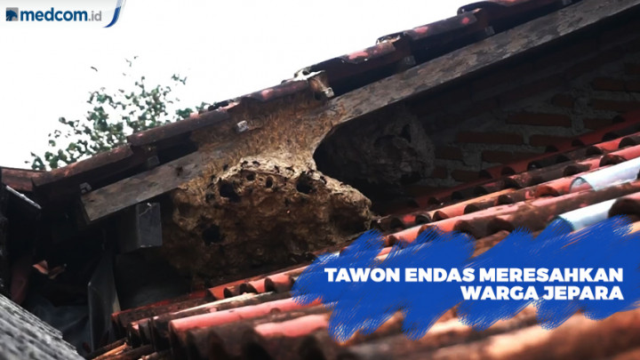 Tawon Endas Meresahkan Warga Jepara