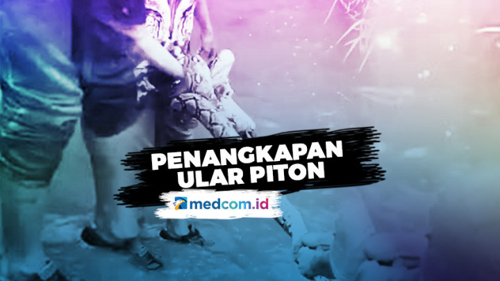 Detik-detik Penangkapan Ular Piton di Depok