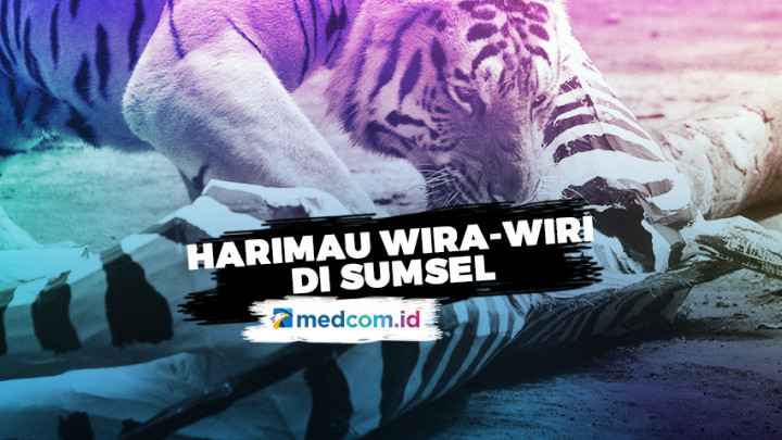 Harimau Suka Wira-Wiri di Sumatra Selatan