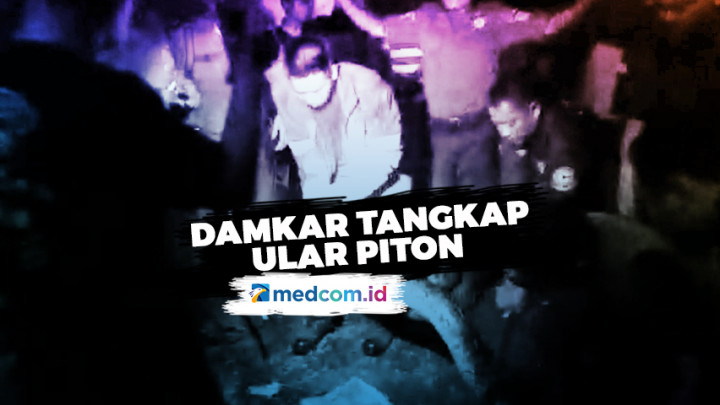 Petugas Damkar Tangsel Berburu Ular Piton di Gorong-gorong