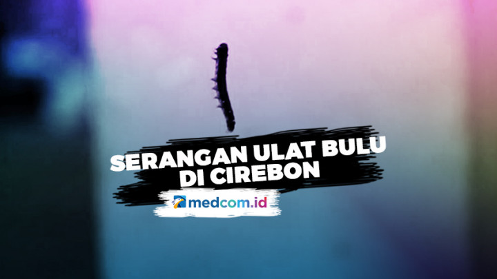 Hama Ulat Bulu Serang Dua Desa di Cirebon