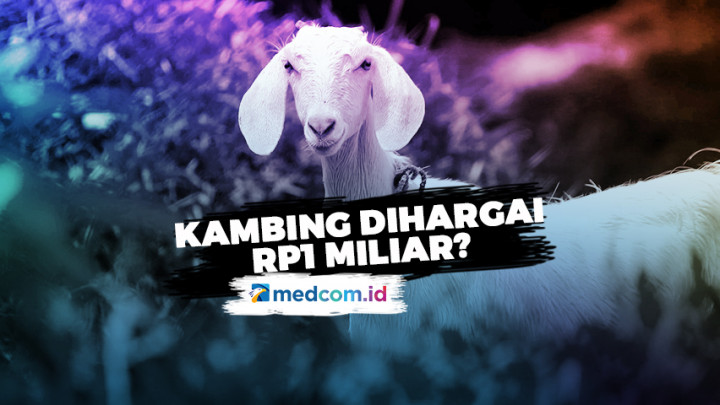 Kambing yang Menang Kontes Dihargai Rp1 Miliar