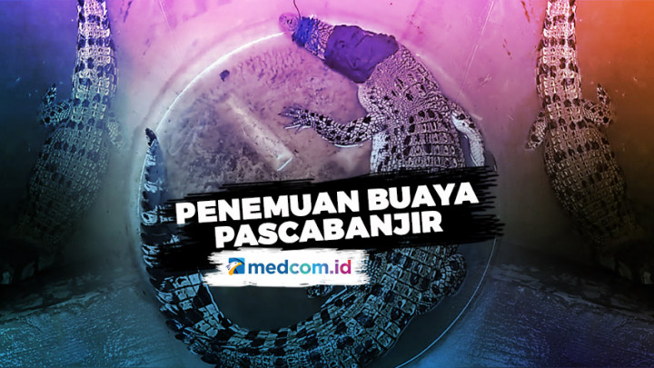 Penemuan Buaya Pascabanjir di Pesanggrahan