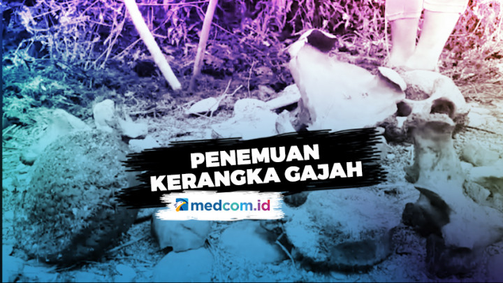 Penemuan Kerangka Gajah