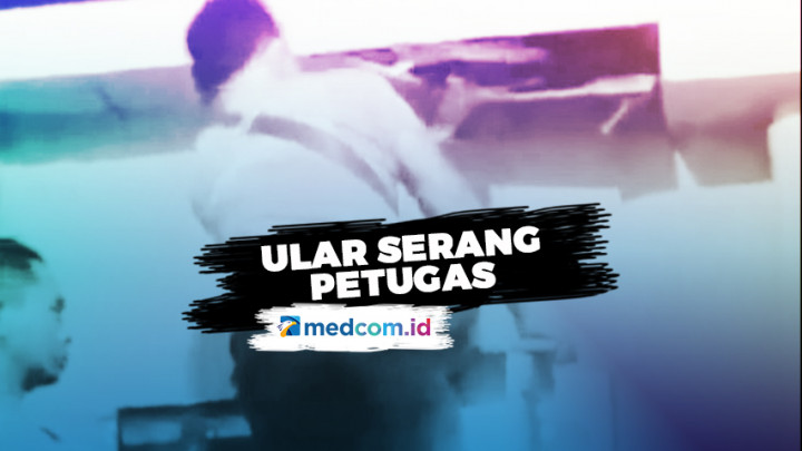 Menegangkan! Ular Piton Serang Petugas Damkar