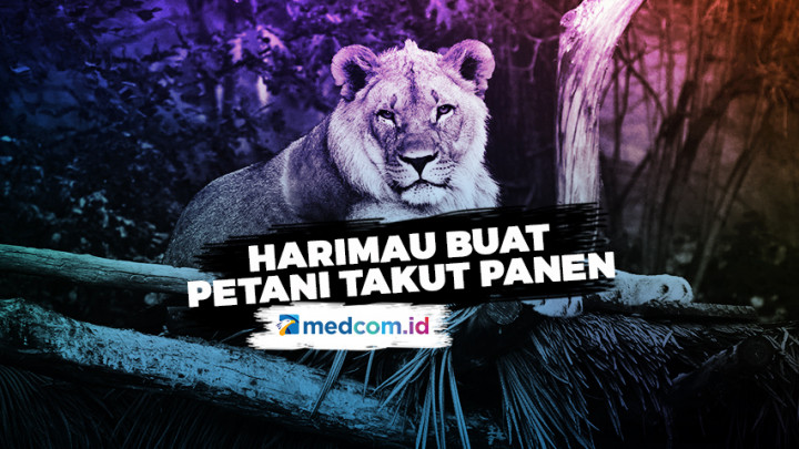 Petani Durian Takut Panen Akibat Harimau