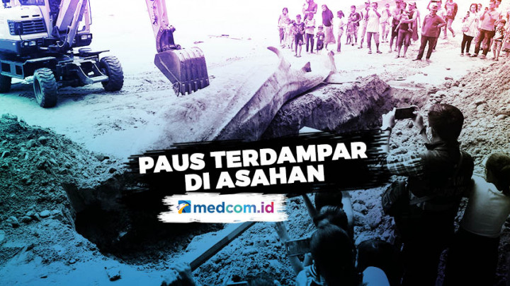 Bangkai Paus Bungkuk di Asahan Dikubur dan Kerangka Dimuseumkan