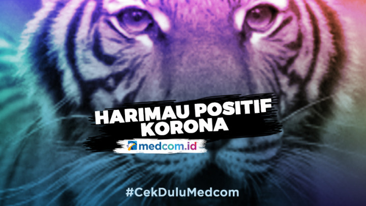 Positif Korona, Harimau Diduga Tertular Karyawan Kebun Binatang