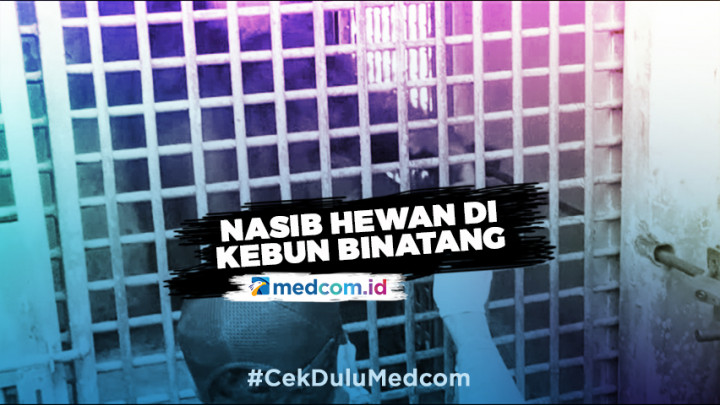 Masyarakat Sumbang Makanan untuk Hewan di Kebun Binatang